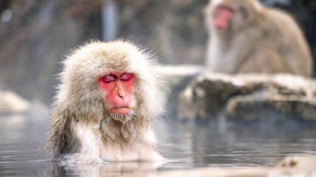 Spa στην άγρια φύση: Τι κρύβει το τελετουργικό μπάνιο των εκπληκτικών «μαϊμούδων του χιονιού»