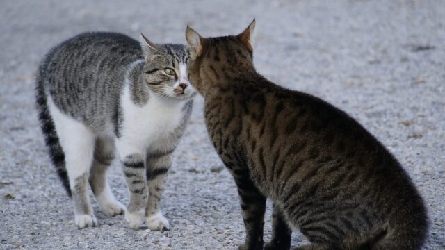Οι 6 έξυπνοι τρόποι που οι γάτες προστατεύουν τον εαυτό τους από τους κινδύνους