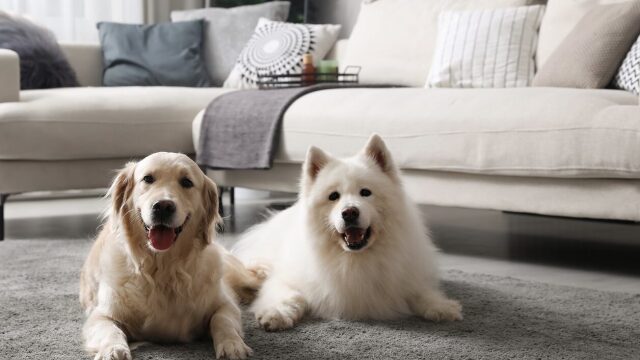 Πότε μπορούμε και πότε είναι λάθος να φέρουμε έναν δεύτερο σκύλο στο σπίτι