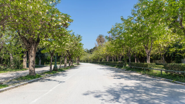 Η αναγκαιότητα των δέντρων της Αθήνας και οι προκλήσεις που αντιμετωπίζουν
