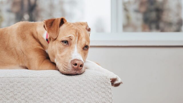 Οι 5 λόγοι που μπορούν να κάνουν τον σκύλο μας να γίνει καταθλιπτικός
