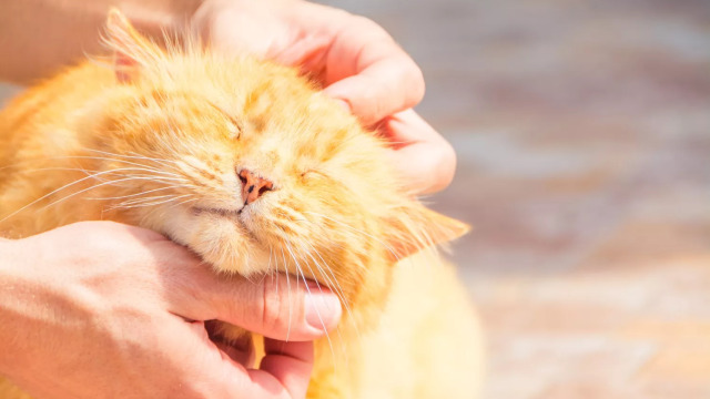 Έγινε ξαφνικά η γάτα σας πολύ τρυφερή; Τι μπορεί να συμβαίνει