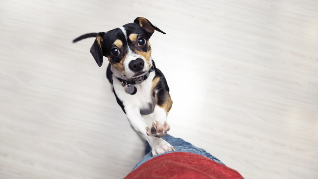 Το λάθος που κάνουμε όλοι όταν ο σκύλος πηδάει πάνω μας