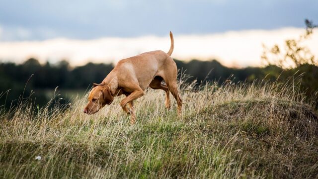 6 εντυπωσιακά πράγματα που αντιλαμβάνεται η μύτη του σκύλου