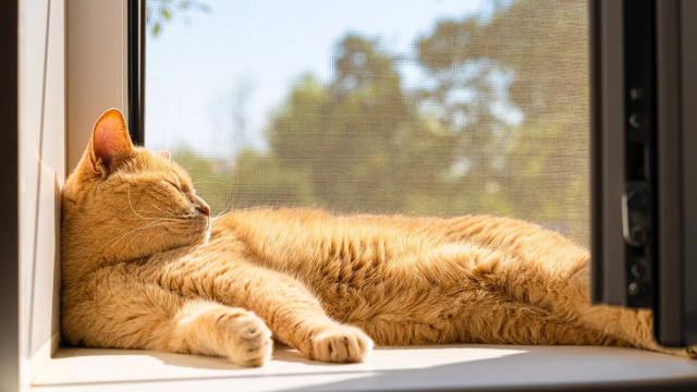 Οι λόγοι που οι γάτες αγαπούν να κάθονται σε παράθυρα με ήλιο
