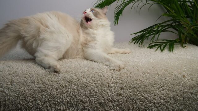 Γιατί η γάτα μας επιτίθεται μόνο σε εμάς και όχι σε άλλους