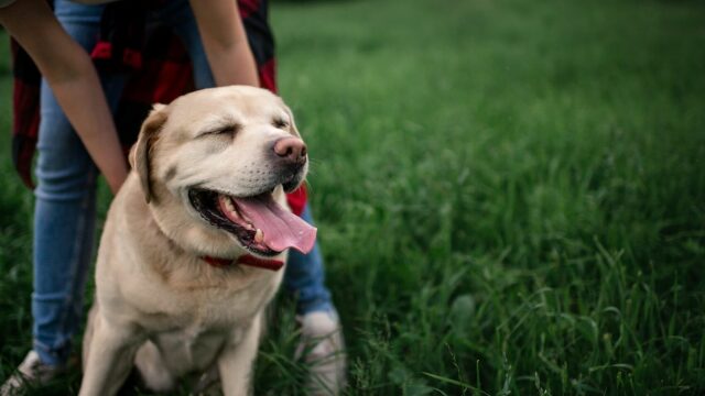 Ο λόγος που οι σκύλοι γυρνούν την πλάτη όταν τους χαϊδεύουμε