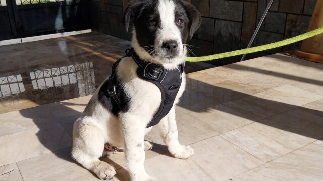 Ο μικρούλης Τσάρλυ βρέθηκε στην ερημιά- Παιχνιδιάρης και τρυφερός, ψάχνει ένα σπίτι όπου θα ζήσει ευτυχισμένος