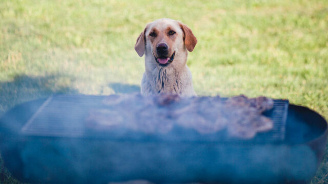 Τσικνοπέμπτη και σκύλος: Οι κίνδυνοι από το ανθρώπινο έθιμο