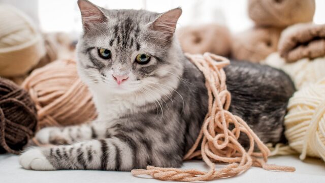 Γιατί οι γάτες αγαπούν τόσο τις κλωστές; Τι πρέπει να προσέξουμε