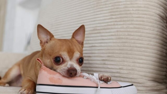 Έξυπνοι τρόποι για να εξαφανίσετε τη μυρωδιά των ούρων του σκύλου σας από τα παπούτσια