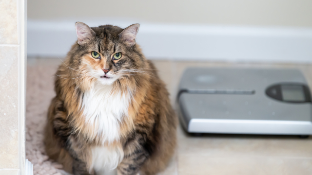 Ozempets: Θα κάνουν οι ενέσεις αδυνατίσματος τα κατοικίδιά μας πιο υγιή – ή πιο δυστυχισμένα;