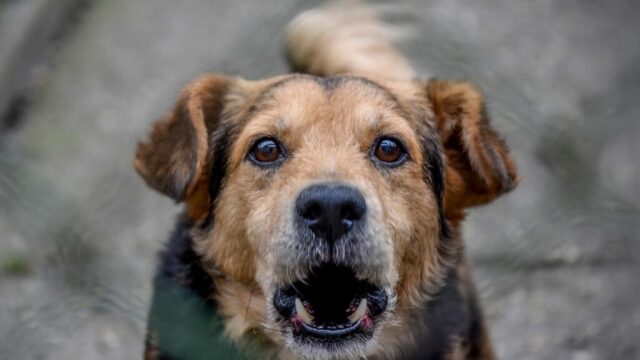 Οι λόγοι που ο σκύλος μας μάς κοιτάζει και γρυλίζει
