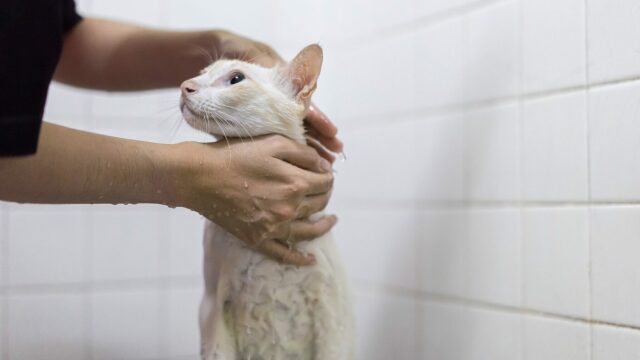 Πρέπει να κάνουν μπάνιο οι γάτες που ζουν μέσα σε σπίτι; Από τι εξαρτάται η απάντηση
