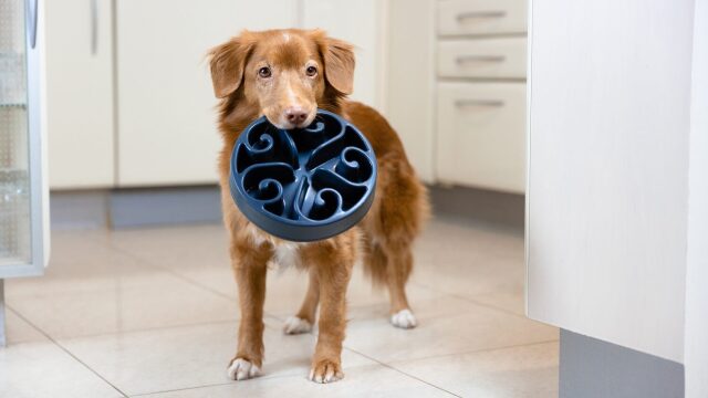 Οι λόγοι που δεν πρέπει να ταΐζουμε τον σκύλο μας πριν τη βόλτα