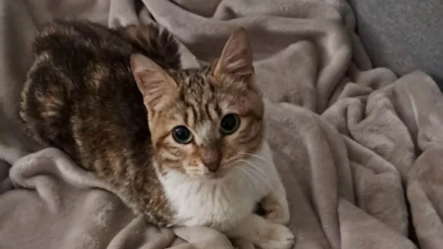 Χαδιάρα και πολύ τρυφερή, η μικρή Μαρίκα διασώθηκε από τον δρόμο και ζητάει μια θέση στην καρδιά σας