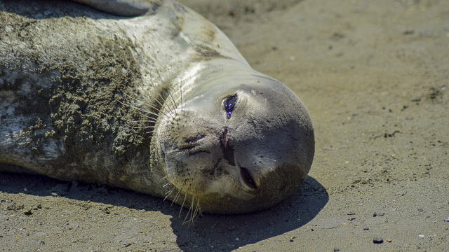 Φώκιες με απογαλακτισμένα μωρά κοιμούνται σε σπηλιά μετά το ρεκόρ γεννήσεων στην Ελλάδα, δείτε φωτογραφία