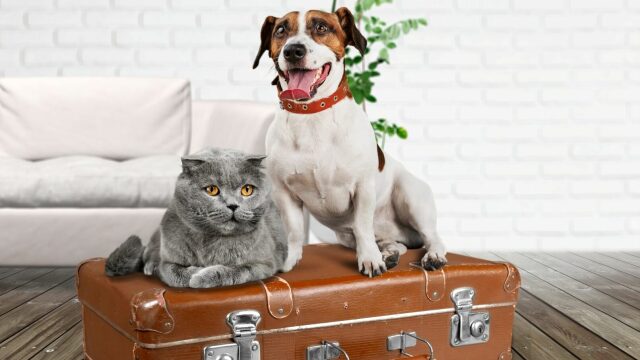 Τα απαραίτητα αξεσουάρ για τον σκύλο και τη γάτα σας αν ετοιμάζετε απόδραση για το τριήμερο
