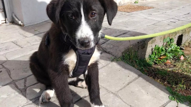 Η γλυκιά και ντροπαλή Shy εγκαταλείφτηκε στην ερημιά- Διασώθηκε και ψάχνει σπίτι για να είναι ευτυχισμένη