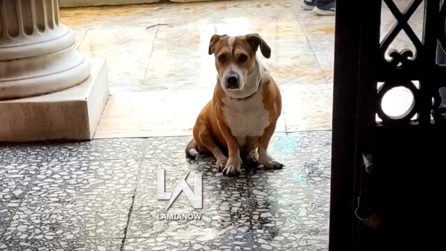 Σκυλίτσα δεν έφυγε λεπτό από τα δικαστήρια Λαμίας περιμένοντας τον άνθρωπό της – Το συγκινητικό βίντεο