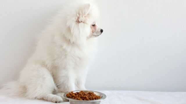 Πόσο καιρό μπορεί να μείνει ένας σκύλος χωρίς τροφή