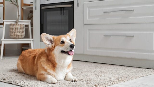 Σκύλος μόνος στο σπίτι: Πώς να παραμείνει ήρεμος και να μην νιώθει μοναξιά