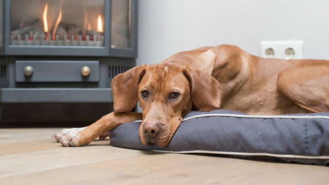 Γιατί ο σκύλος μας κοιμάται περισσότερο τον χειμώνα; Πότε χρειάζεται προσοχή