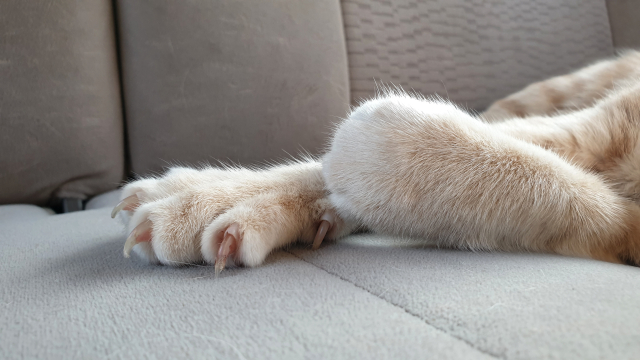 Κάθε πότε πρέπει να κόβουμε τα νύχια της γάτας μας