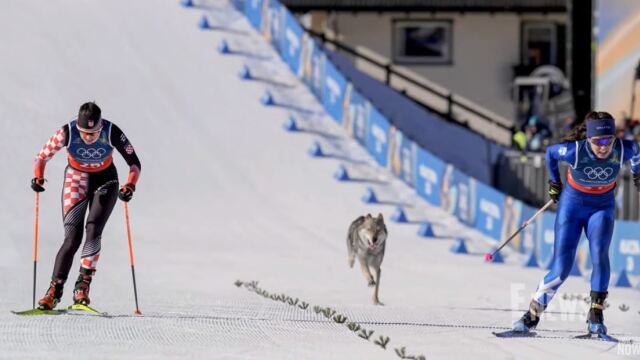 Λυκόσκυλο εισέβαλε σε πίστα σκι στους Χειμερινούς Ολυμπιακούς Αγώνες