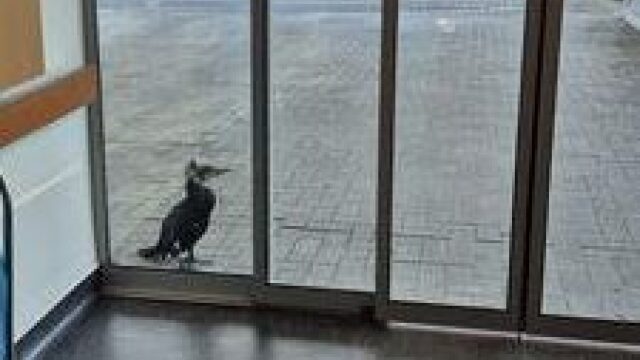 Κορμοράνος πήγε μόνος του στο νοσοκομείο για να ζητήσει βοήθεια - Χτύπησε με το ράμφος την πόρτα για να του ανοίξουν