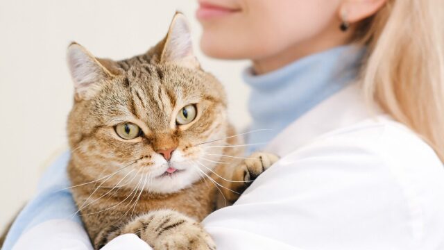 4 χρήσιμα tips προτού επισκεφτείτε τον κτηνίατρο με τη γάτα σας