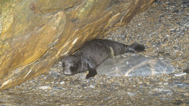 Ρεκόρ στις γεννήσεις μεσογειακής φώκιας καταγράφηκε στις Σποράδες