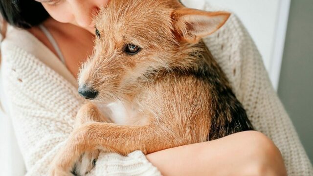 Θυμούνται οι σκύλοι τους προηγούμενους κηδεμόνες τους; Η αλήθεια για τη μνήμη τους