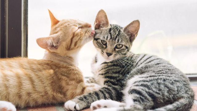 Γιατί οι γάτες γλείφουν η μία την άλλη;