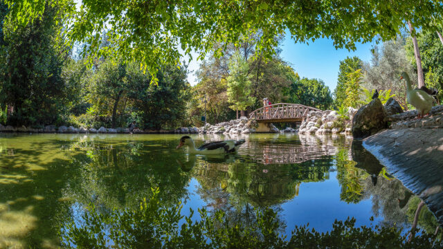 
Από το Αττικό Άλσος στον Εθνικό Κήπο: Κυριακάτικη βόλτα στα ωραιότερα πάρκα της πόλης
