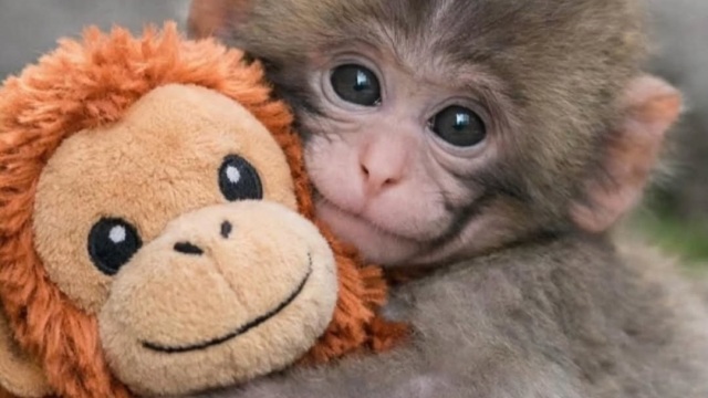 Punch: Sold-out το λούτρινο παιχνίδι του μακάκου που έγινε viral λόγω της μοναξιάς του
