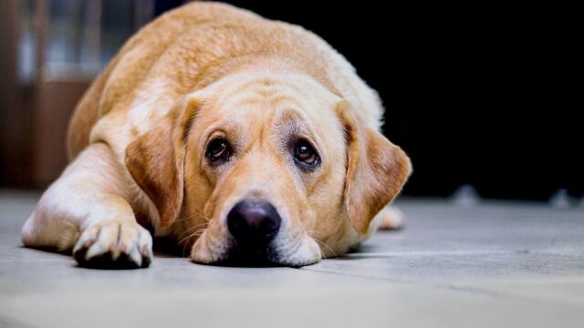 Έχετε έναν “παραπονιάρη” σκύλο; Τι σημαίνει αυτή η συμπεριφορά