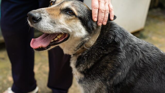 4 παιχνίδια που μπορείτε να παίξετε με έναν ηλικιωμένο σκύλο