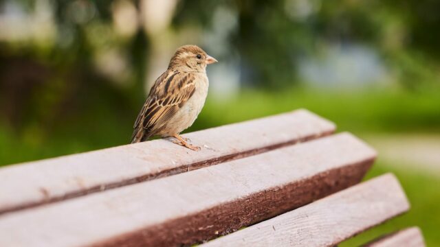 Απειλεί η ηχορύπανση στις πόλεις την ζωή των πτηνών; Δείτε πώς τα επηρεάζει
