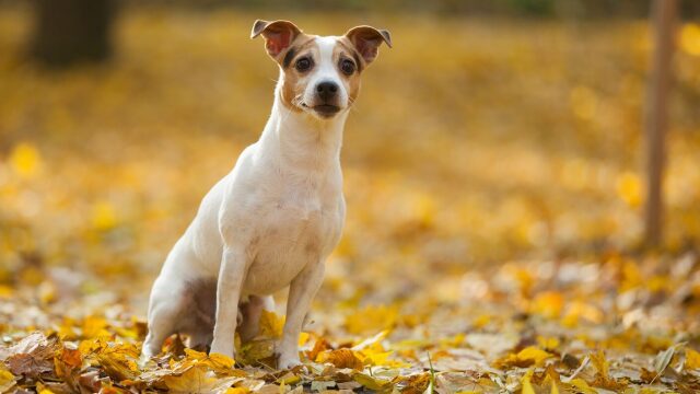 Γιατί οι μικρόσωμοι σκύλοι φοβούνται πιο εύκολα; Τι μπορεί να συμβαίνει