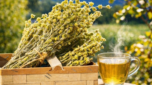 Σιδερίτης, το ελληνικό τσάι του βουνού: Τα είδη και η γεύση τους