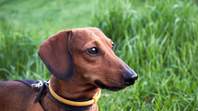 Πώς να προστατέψετε το κατοικίδιό σας από ψύλλους, τσιμπούρια & άλλα παράσιτα- Τα καλύτερα αντιπαρασιτικά