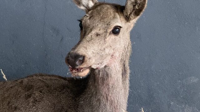 Θηλυκό ελάφι βρέθηκε τραυματισμένο στην Πάρνηθα – Πώς μπορούμε να βοηθήσουμε