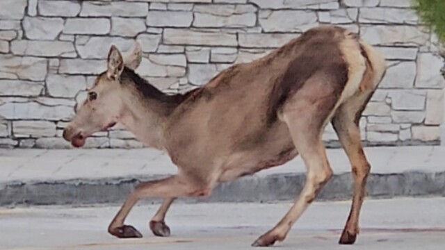 Σοβαρά τραυματισμένη ελαφίνα εντοπίστηκε στο πάρκινγκ του τελεφερίκ της Πάρνηθας