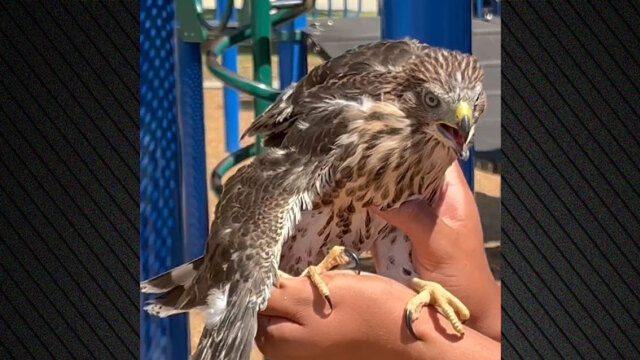 Έδωσε αλκοόλ σε αρπακτικό, καταδικάστηκε 25χρονος στις ΗΠΑ για βίντεο στο YouTube