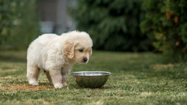 4 λάθη που κάνουν όσοι επιλέγουν μπολ για τον σκύλο τους