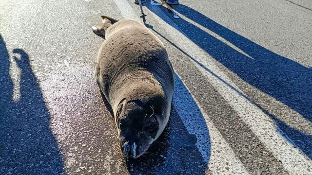 Τι κάνουμε αν συναντήσουμε στο δρόμο μια μεσογειακή φώκια – Κι όμως, συνέβη στην Αρκίτσα!