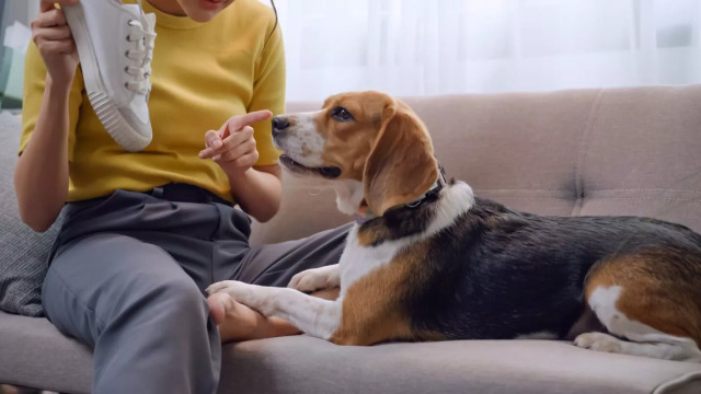 Αυτό συμβαίνει στον σκύλο μας όταν του φωνάζουμε- Τι νιώθει και γιατί δεν πρέπει ποτέ να το κάνουμε
