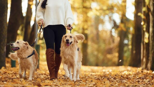 Δείτε πόση ώρα πρέπει να περπατάει ο σκύλος μας για να επιστρέφει χαρούμενος στο σπίτι