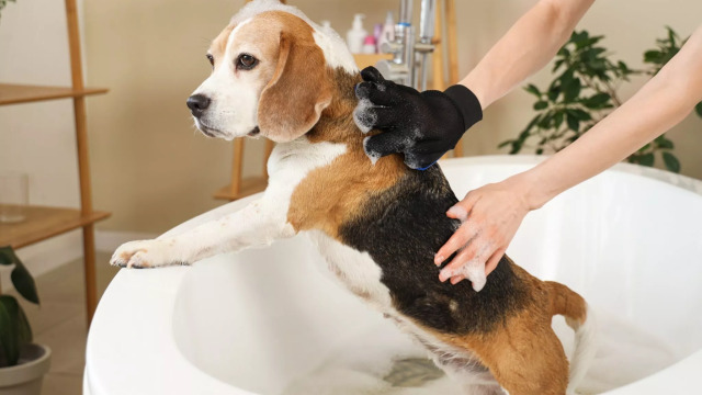 Αγχώνεται και τρέμει ο σκύλος σας όταν τον κάνετε μπάνιο; Πώς μπορείτε να τον βοηθήσετε να μείνει ήρεμος